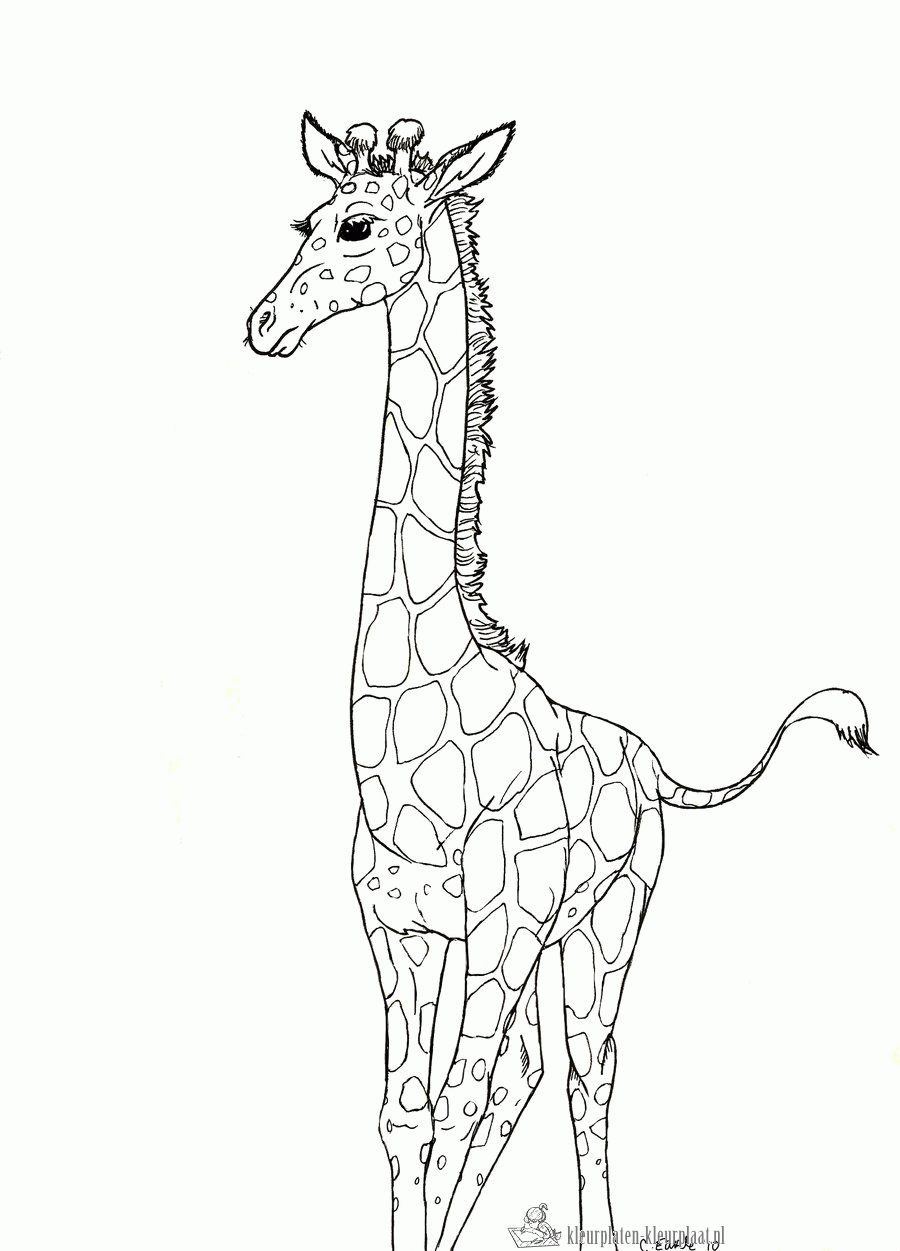Giraffe 41 kleurplaat