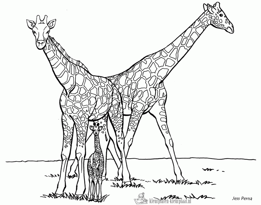 Giraffe 65 kleurplaat