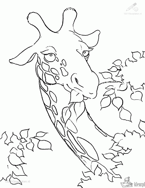 Giraffe 29 kleurplaat
