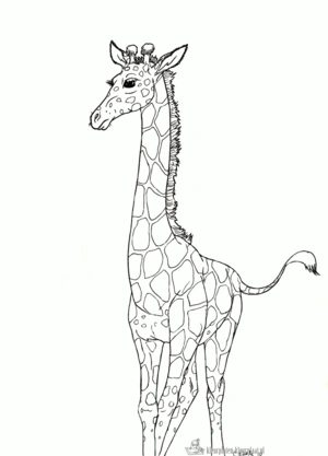 Giraffe 41 kleurplaat