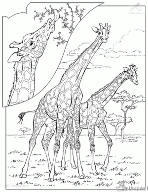 Giraffe 60 kleurplaat