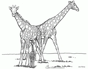 Giraffe 65 kleurplaat