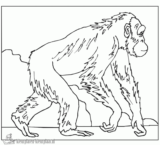 Gorilla 20 kleurplaat