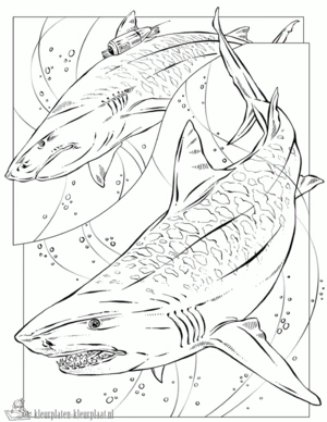 Haai 13 kleurplaat