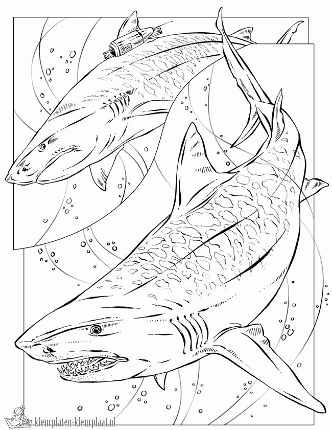 Haai 13 kleurplaat