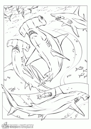 Haai 15 kleurplaat