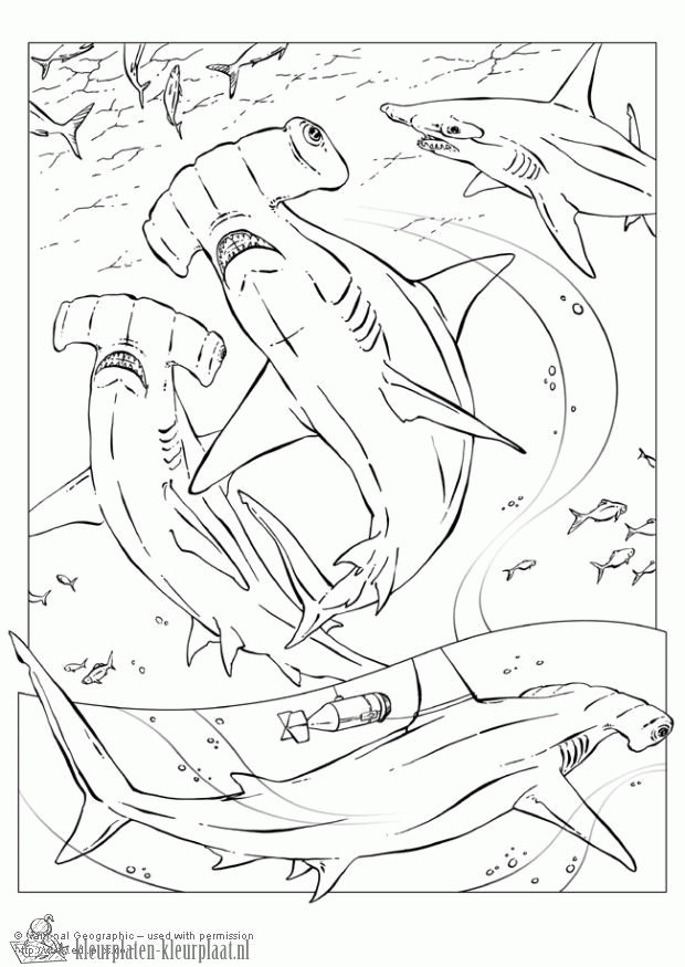 Haai 15 kleurplaat