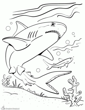 Haai 17 kleurplaat