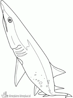 Haai 18 kleurplaat
