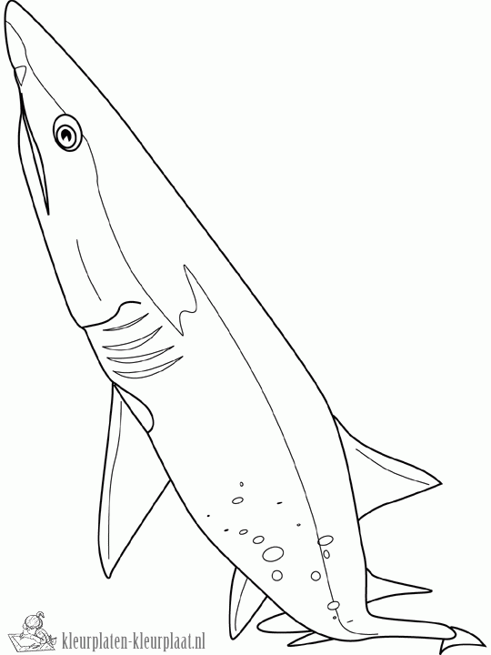Haai 18 kleurplaat
