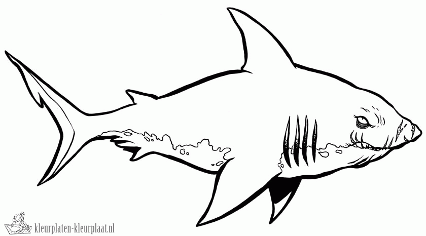 Haai 4 kleurplaat