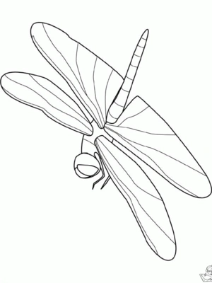 Insecten 3 kleurplaat