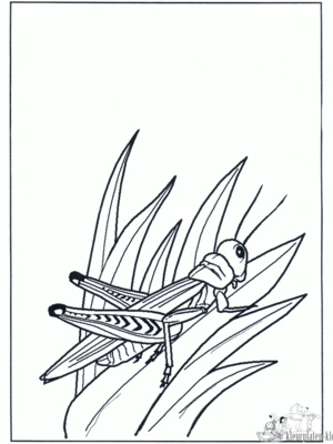 Insecten 30 kleurplaat