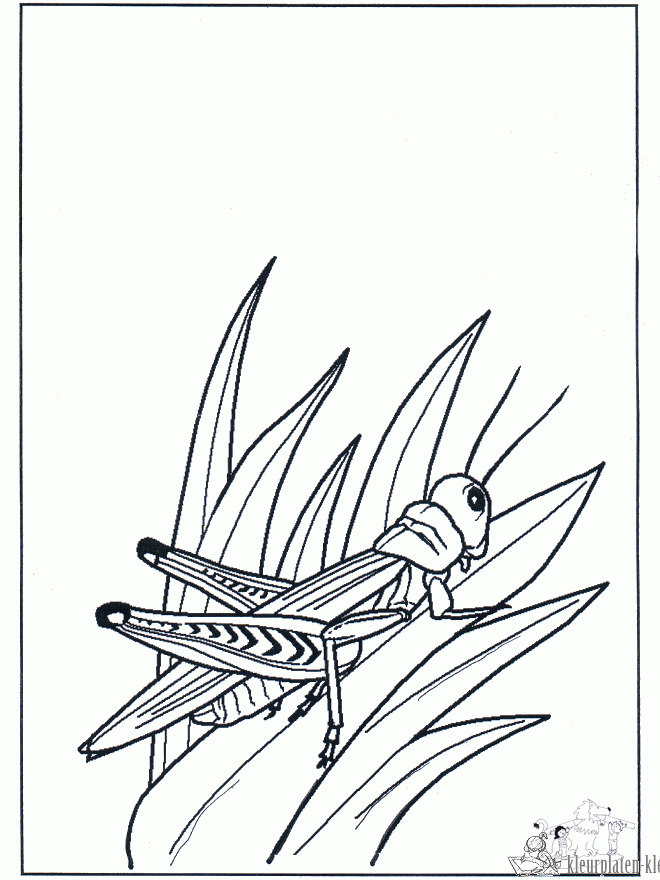 Insecten 30 kleurplaat
