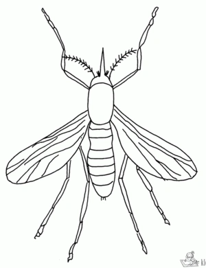 Insecten 39 kleurplaat