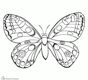 Insecten 4 kleurplaat