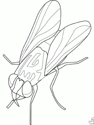 Insecten 6 kleurplaat