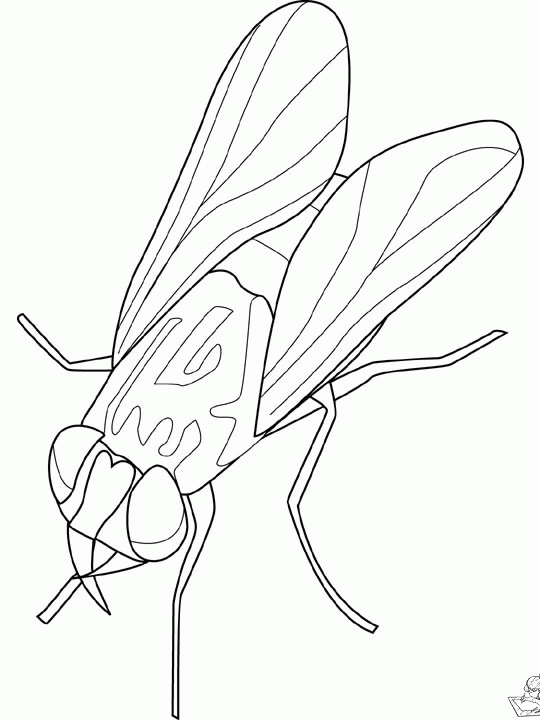 Insecten 6 kleurplaat