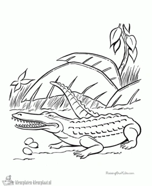 Krokodil 11 kleurplaat