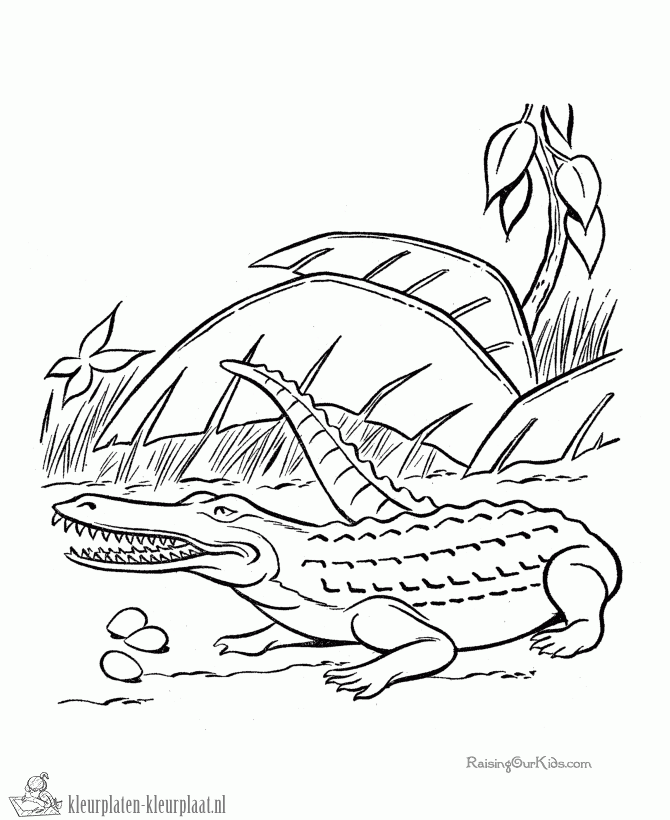Krokodil 11 kleurplaat
