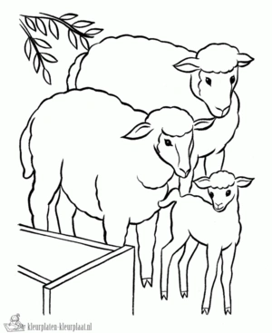 Schaap 19 kleurplaat