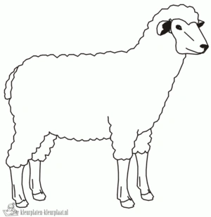Schaap 23 kleurplaat