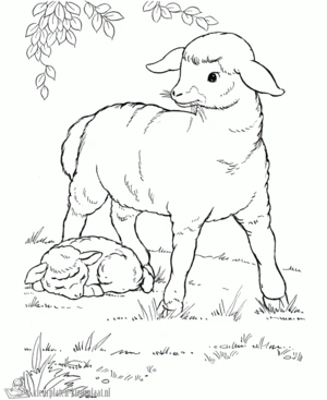 Schaap 6 kleurplaat