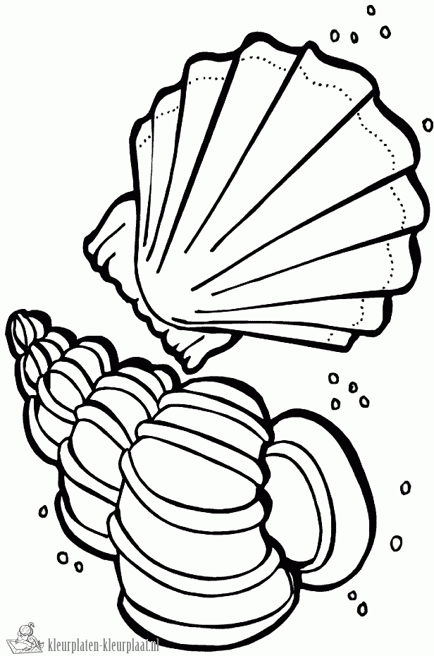 Schelpen 1 kleurplaat