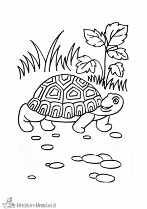 Schildpad 10 kleurplaat