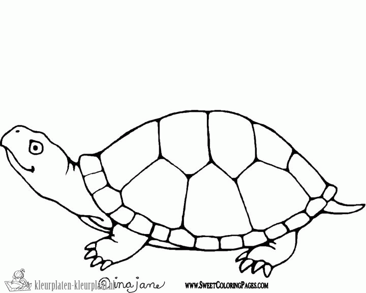 Schildpad 15 kleurplaat