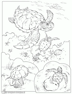 Schildpad 23 kleurplaat
