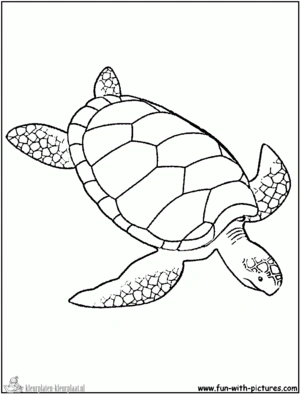 Schildpad 29 kleurplaat
