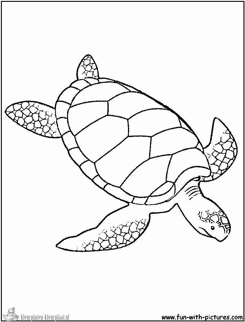 Schildpad 29 kleurplaat