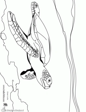 Schildpad 32 kleurplaat