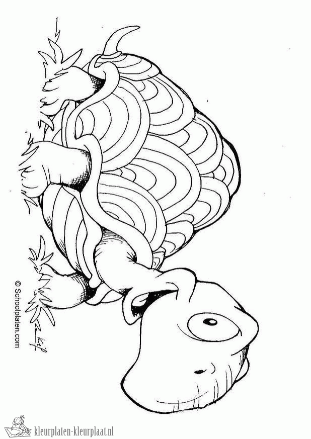 Schildpad 36 kleurplaat