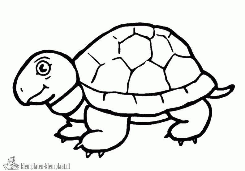 Schildpad 37 kleurplaat