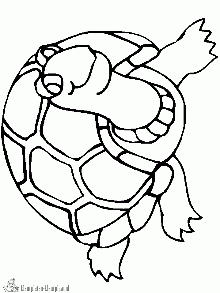 Schildpad 7 kleurplaat