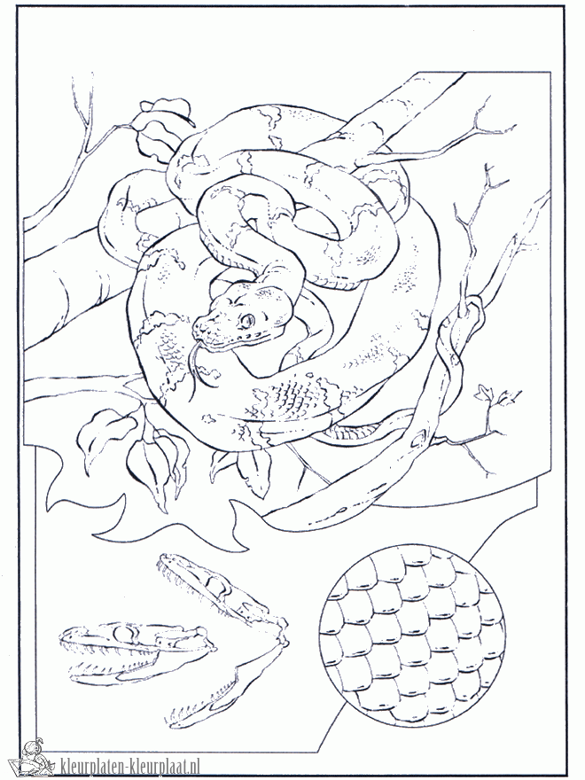 Slang 9 kleurplaat