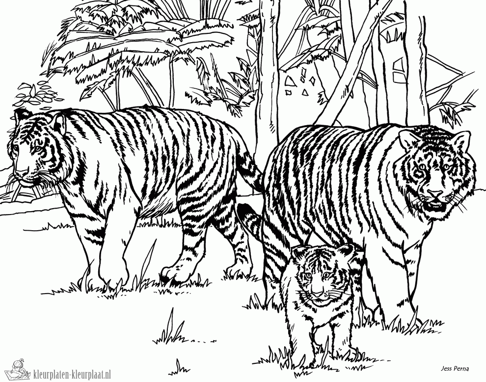 Tijger 1 kleurplaat