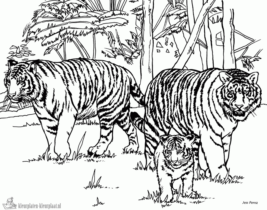 Tijger 1 kleurplaat