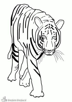 Tijger 15 kleurplaat