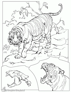 Tijger 3 kleurplaat