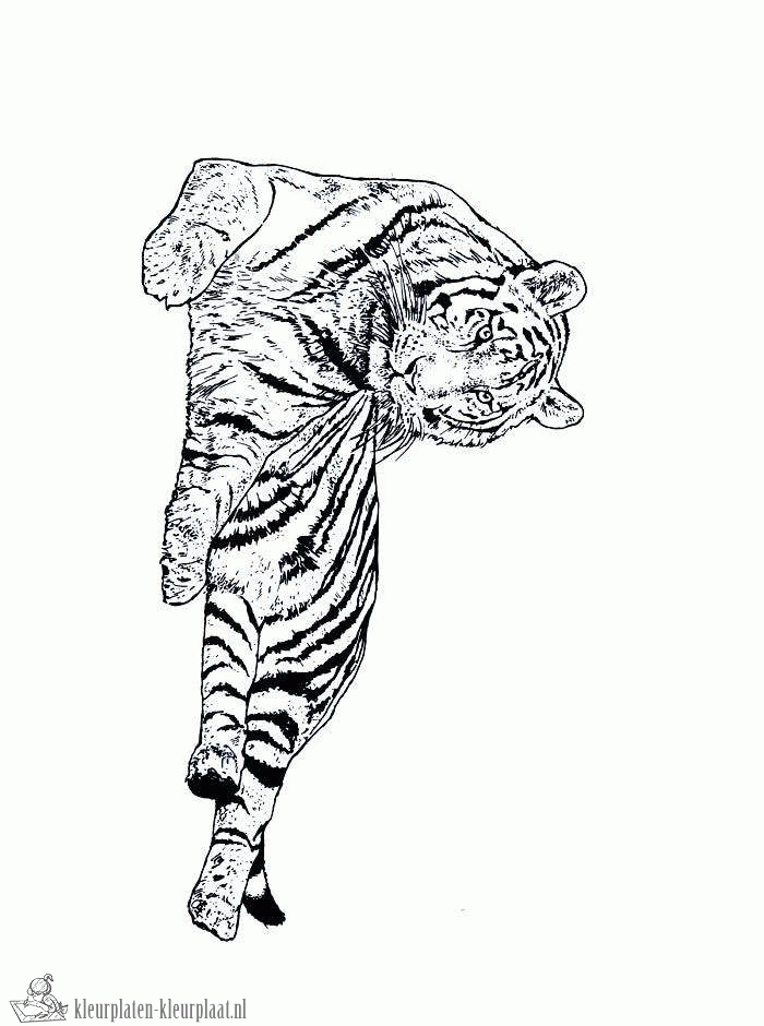 Tijger 4 kleurplaat