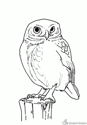 Uil 10 kleurplaat