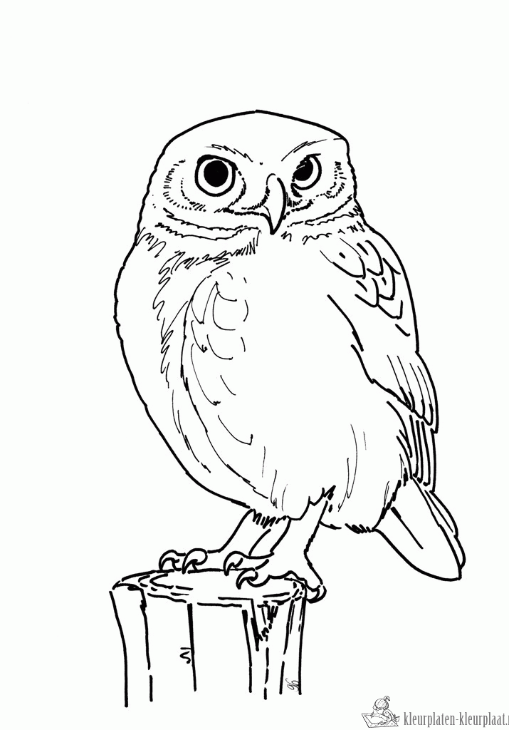 Uil 10 kleurplaat