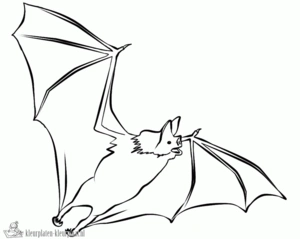Vleermuis 26 kleurplaat
