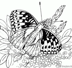 Vlinder 32 kleurplaat