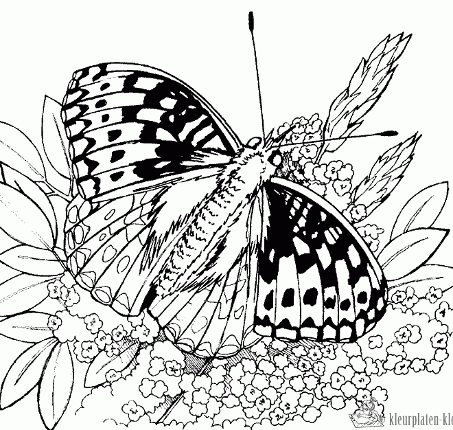 Vlinder 32 kleurplaat