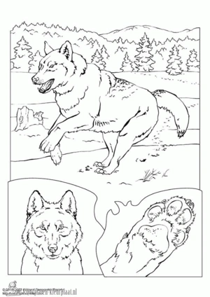 Wolf 7 kleurplaat
