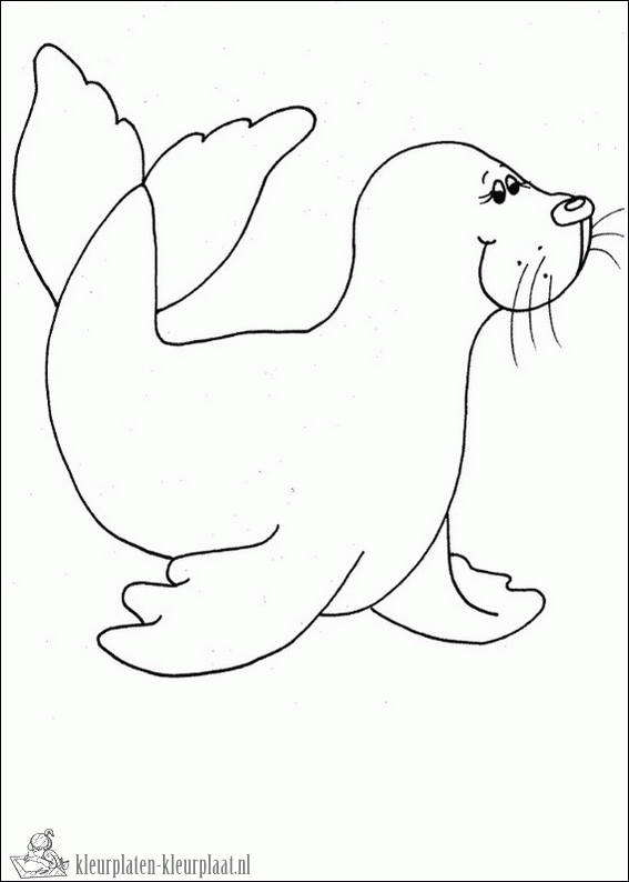 Zeehond 13 kleurplaat